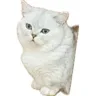 糯米是只猫丶